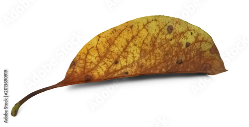 Fotografia Isolated decaying leaf