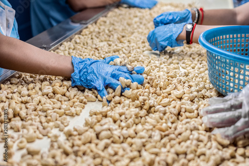 workers sorting cashew nuts at modern industrial agriculture factory in cambodia
