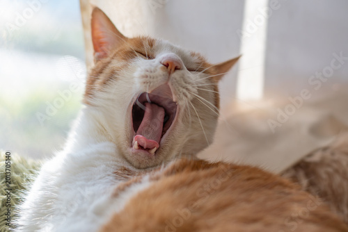 あくびをする可愛い猫　茶トラ白	