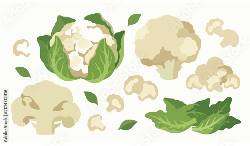 Tableau sur toile Cauliflower vector set fresh florets vegetable food illustration