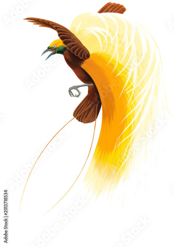 Action pose of Greater Bird of Paradise flapping wings, Indonesian tropical bird art.