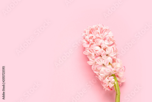 Fotografie Beautiful pink hyacinth flower on purple background