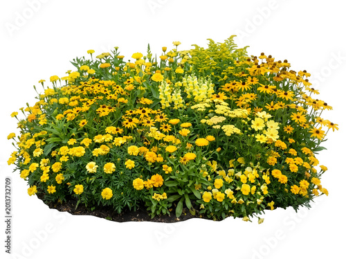 Dense Yellow Flower Bed with Black-Eyed Susans and Marigolds