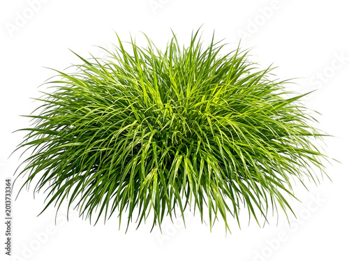 Vibrant Green Hakone Grass Tuft Isolated on Transparent Background