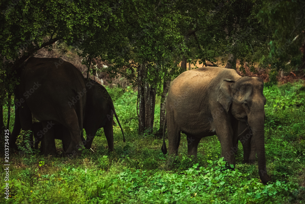 Fototapeta premium Wild Asian elephant family with a small calf in Sri Lanka safari