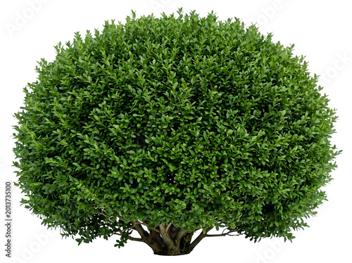 Large Dome Shaped Boxwood Bush Isolated on Transparent Background