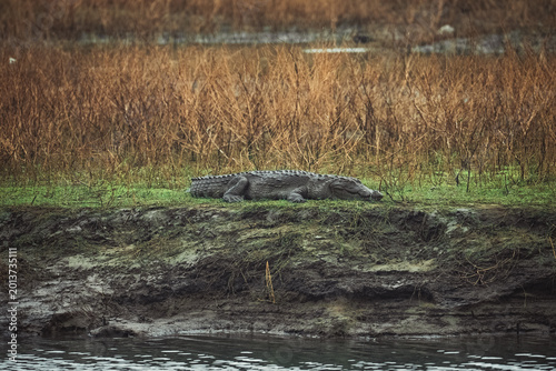 Obraz na plátně Wild crocodile basking in the sun at a lake in Sri Lanka