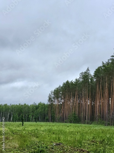 Принти на полотні Tall pine trees against thick rain clouds, austere beauty of forest nature