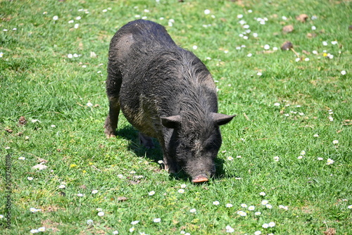 black wild pig, Bay of Kotor, Montenegro, Balkans, Europe, 
