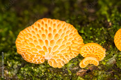 Konstfotografi Close up of orange pore fungus growing on rotting log