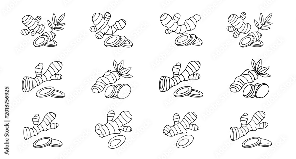 Fototapeta premium Ginger root plant collection featuring rhizomes and sliced pieces in detailed hand drawn line art style for culinary and health supplement branding elements