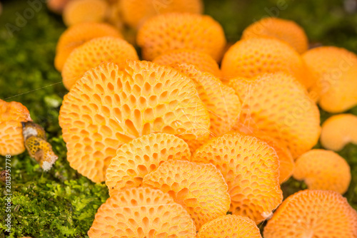 Foto Close up of orange pore fungus growing on rotting log