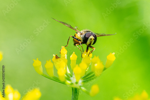 Flower fly (Syrphus sp.) visiting wild vegetation in Tunisia - may  4 -2026