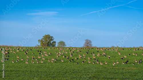 Geese on their way to the North in spring, feeding in farmers' fields