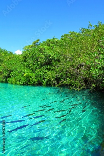Turquoise water with swimming fish and vivid green mangroves. Plants, sky, sunny day and lake. Mangrove in the sunny day.
