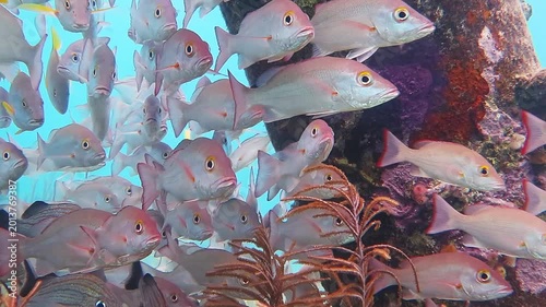 School of red snappers fish swimming under the pier in green blue sea. Shallow water close to the shore, marien life in the water. Beautiful scuba diving with variety of sea wildlife. Ocean exporation