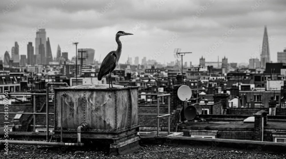 Fototapeta premium Heron Perched on Rooftop with London Skyline in Black and White.