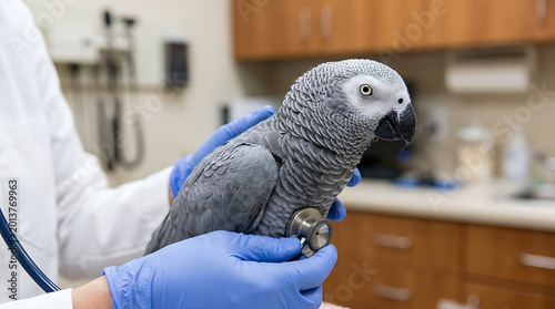 Close-up of a grey parrot receiving a thorough veterinary check-up in a professional animal clinic environment