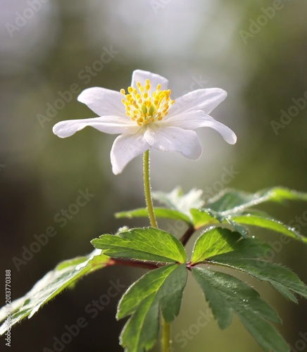 Foto Beautiful wood anemone (Anemone nemorosa)