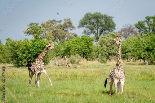 Bild auf Leinwand Two Giraffes in Green African Savanna Landscape