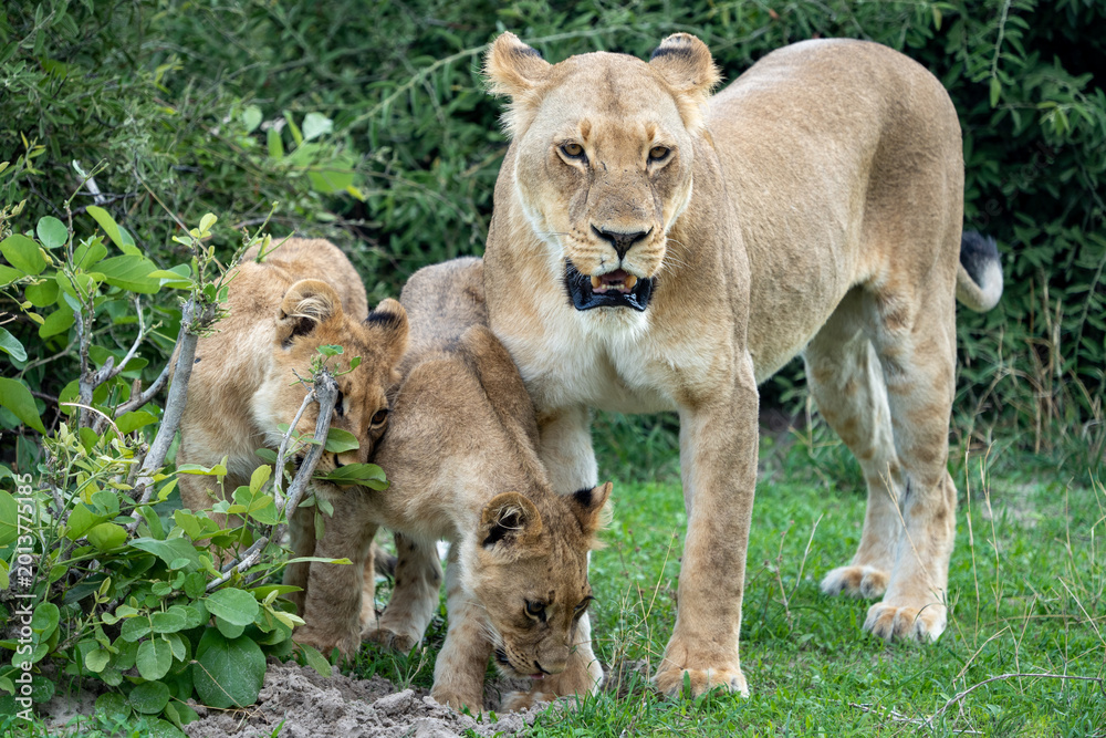 Fototapeta premium Lioness with Two Cubs Exploring in Green Bush