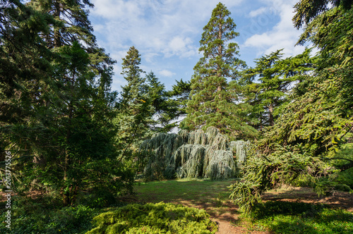 Bilde på lerret Striking weeping spruce stands in the center of park, its drooping branches cascading down like green curtain