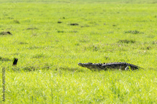 Photography Nile Crocodile Resting in Bright Green Grass