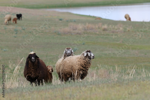 Sheep graze in the steppes of Kazakhstan