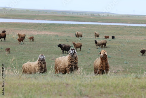 Sheep graze in the steppes of Kazakhstan
