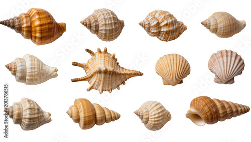 Bild auf Leinwand Isolated collection of natural seashells and scallop shells, marine life summer