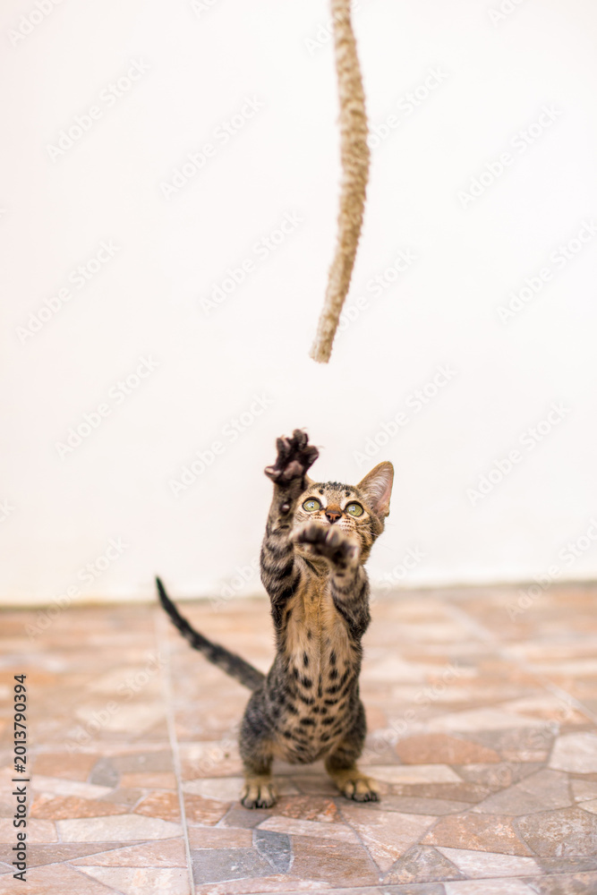 Fototapeta premium Playful Tabby Kitten Jumping to Catch String Toy, Cute Pet Action Moment