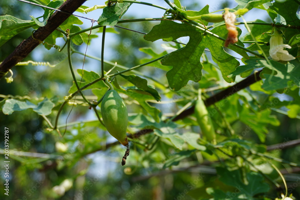 Fototapeta premium Tree Branch with Green Lobed Leaves and Hanging Seed Pods