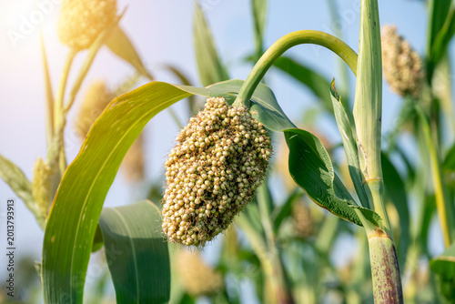 Foto Jowar grain sorghum crop farm