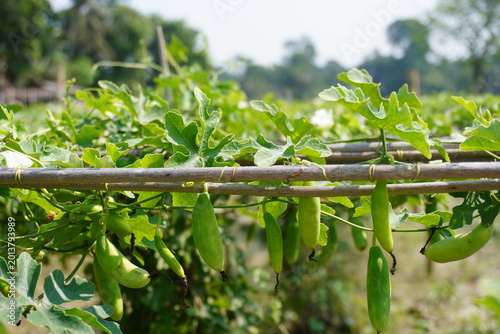 Obraz na plátně Fresh Ivy Gourd Vines Hanging on Bamboo Trellis in Organic Farm