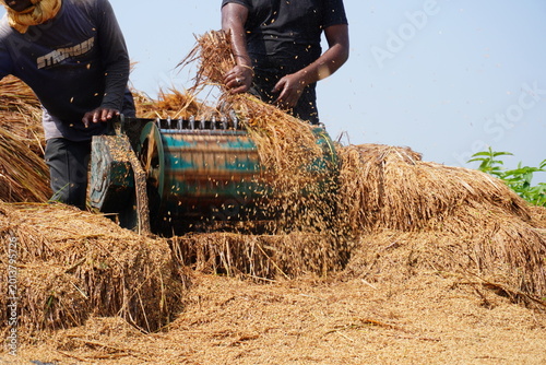 Quadro em tela Farmers Threshing Harvested Rice Straw in Traditional Rural Agriculture