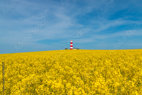 happisburgh lighthouse rapeseed field
