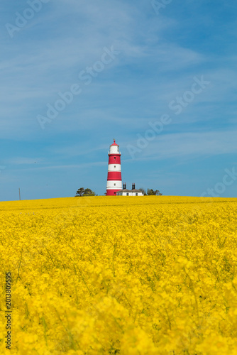happisburgh lighthouse rapeseed field