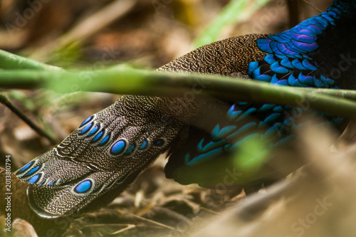 Polyplectron napoleonis