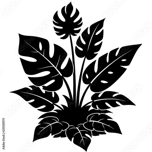 black and white flower