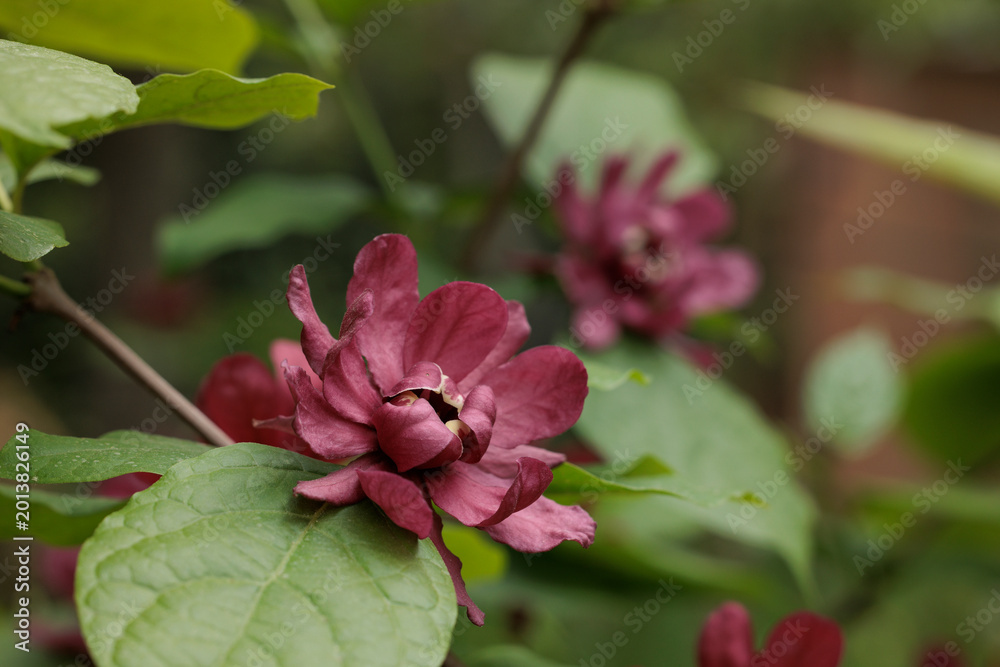 Fototapeta premium Calycanthus