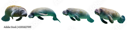 Bild auf Leinwand A group of four distinct manatees swimming gracefully, showcasing their unique textures and serene presence