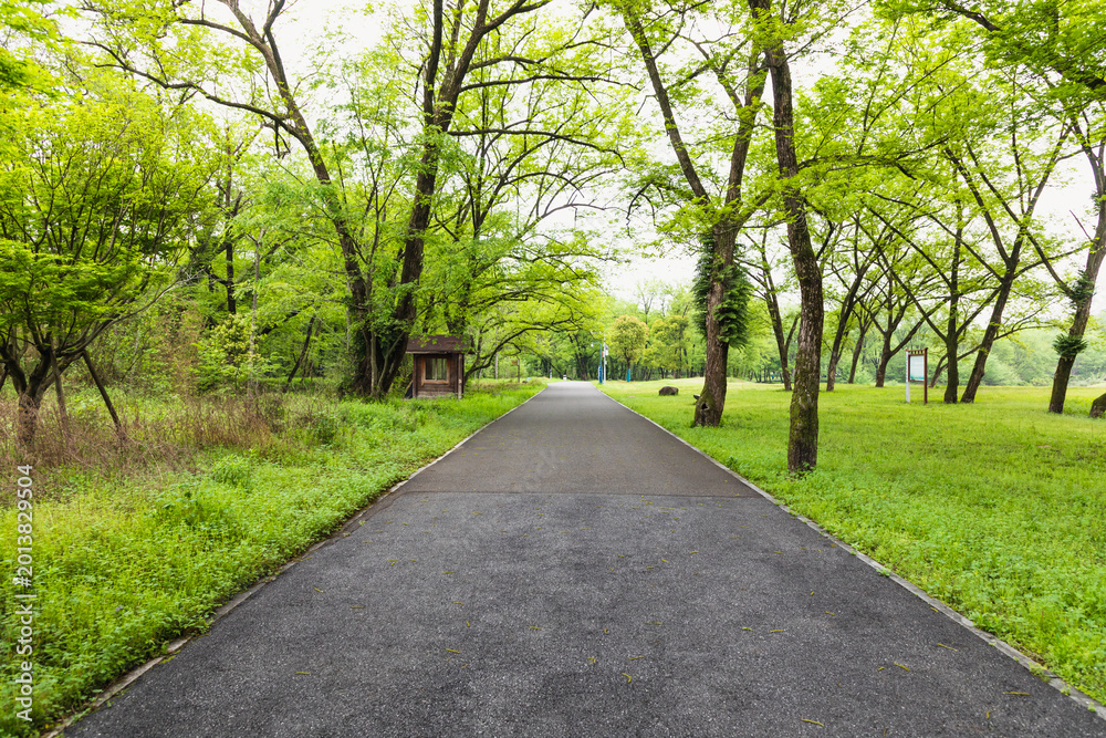 Fototapeta premium Straight road in the forest