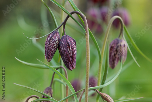 Snake's Head Fritillary (Fritillaria meleagris)