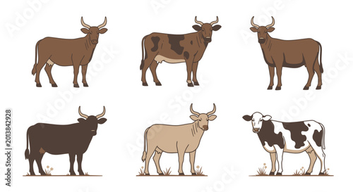 Set of cows various breeds in standing poses with outlined illustrated style