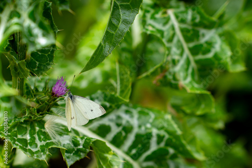 butterfly on a flower