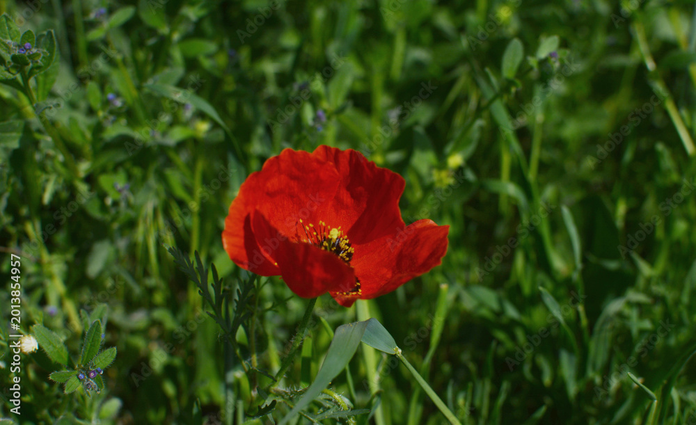 Obraz premium A vibrant red poppy flower blooms in a lush green meadow with soft natural light