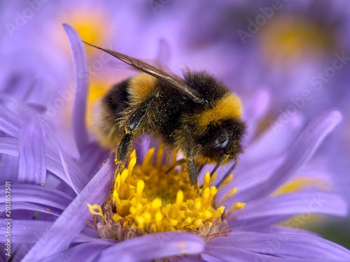 A closeup of a bumblebee feeding on pollen from a colourful purple and yellow flower. 