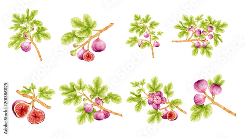 Schilderij op canvas Delicious ripe figs on branches with green leaves, watercolor illustration colle