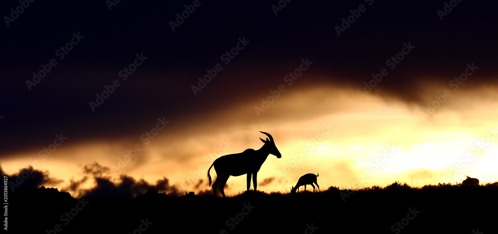 Fototapeta premium Topi antelopes against a stunning sunset sky. Kenya. Masai Mara.