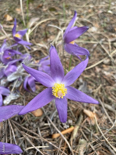 Flowers in forest